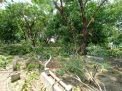 Foto: Hujan Angin di Bojonegoro Juga Tumbangkan Pepohonan Makam