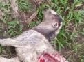 Puluhan Ekor Kambing di Pacitan Mati Terkoyak, Diterkam Hewan Buas?
