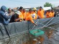 Ini Langkah Petambak Jaga Budidaya Udang Vaname