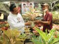 Qosim-Alif Bakal Jadikan Gresik Sentra Adenium dan Aglaonema Nasional