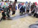 Khofifah Tinjau 50 Ekor Paus Tombak yang Terdampar di Pantai Modung