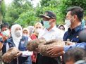 Gubernur Khofifah Bersama Mentan dan Menko PMK Panen Porang di Madiun
