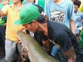 2 Ekor Ikan Arapaima Ditemukan Lagi di Sidoarjo
