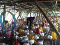 Harga Daging Ayam Anjlok, Peternak di Tulungagung Terancam Bangkrut