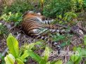 Harimau Sumatera Mati Diduga Dehidrasi Berat