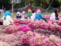 Harga Bawang Merah Merosot, Petani di Probolinggo Terancam Merugi