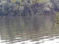 BBKSDA Pastikan Ada Kemunculan Buaya di Sungai Bengawan Solo