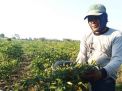 Harga Cabai Semakin 'Pedas' Petani di Probolinggo Tingkatkan Penjagaan