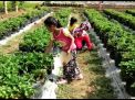 Menikmati Sensasi Petik Strawberry Berpanorama Perbukitan di Blitar
