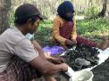 Berburu Entung Pohon Jati di Ponorogo