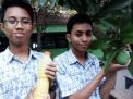 Dua Pelajar SMP Ciptakan Gula Berbahan Mangga untuk Penderita Diabetes
