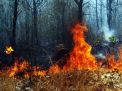 Foto: Kebakaran di Gunung Bentar Probolinggo