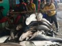 Ikan Hiu Masih Diburu Nelayan Banyuwangi, Ini Buktinya