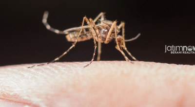 Waspada! Kasus DBD di Lamongan Melonjak saat Musim Kemarau