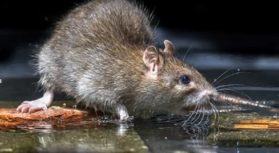 Warga Kabupaten Malang Terjangkit Leptospirosis, Begini Imbauan Dinkes