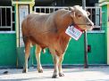 Sapi Kurban Bupati Ipong Sempat Ditawar Gubernur Jatim