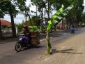 Jalan Berlubang di Tulungagung Ditanami Pohon Pisang