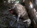 Kematian Kambing di Pasuruan Disebut Jadi Peristiwa Kedua