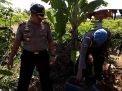 Polisi Gerebek Penyimpanan Arak di Kebun Buah Naga