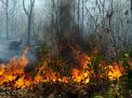 Kebakaran di Hutan Cagar Alam Kawah Ijen, Petugas Gunakan Alat Manual