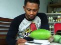 Video: Mencicipi Mangga Jumbo Beraroma Madu
