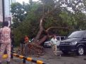Pohon Tumbang di Surabaya Timpa Tujuh Mobil dan Tiga Motor