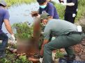 Polisi Tangkap Pembunuh Orangutan di Kebun Sawit Kalimantan Tengah