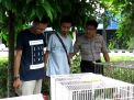 Penyelundupan Ratusan Burung dari Kalimantan ke Surabaya Digagalkan 