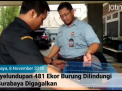 Video: Penyelundupan 481 Ekor Burung Dilindungi