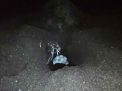 Mengintip Penyu Lekang Bertelur di Pantai Boom Banyuwangi