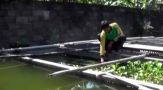 Manfaat Basmi Jentik Nyamuk, Penjualan Ikan Cupang di Kediri Meningkat