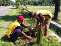 Pemkab Ponorogo Tanam 1.200 Pohon 'Bunga Sakura' Mirip di Surabaya