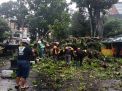Hujan Disertai Angin Robohkan Pohon di Malang, 2 Pemotor Tertimpa