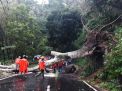 Dua Pohon Sengon Tumbang, Akses Kota Batu-Kediri Sempat Terputus