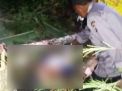 Angin Kencang, Kakek Jaiman Tewas Tertimpa Batang Pohon Pinus