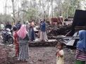 Puting Beliung di Probolinggo, Rumah Ambruk dan Puluhan Pohon Tumbang
