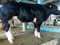 Lamongan Kembangkan Sapi Belgian Blue