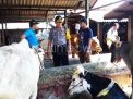 Cek Kelengkapan Dokumen, Pembawa Sapi Potong Betina Diperiksa Polisi