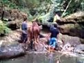 Sapi Kurban di Blitar Ngamuk, Terjun ke Jurang