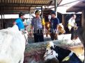 Pengiriman Sapi Betina ke RPH Disoal Polisi, Jagal Sapi Jadi Tersangka