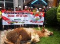Relawan Jokowi di Pasuruan Sembelih Sapi Seberat 1 Ton