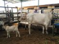 Program Anak Sapi Kembar di Pasuruan Buahkan Hasil