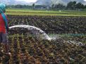 Musim Kemarau, Petani Keluarkan Biaya Tambahan untuk Mengairi Sawah