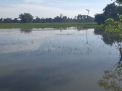 Puluhan Hektare Sawah di Tulungagung Terendam Banjir