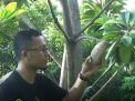 Wow, Sawo Jumbo di Ponorogo ini Memiliki Berat Sampai 3 Kg