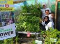 Tanam Sayuran Hidroponik, Inovasi Kampung Edukasi Sampah di Sidoarjo