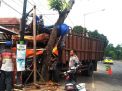 Hindari Kendaraan, Truk Bermuatan Pupuk di Bayuwangi Tabrak Pohon