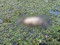 3 Hari Menghilang, Matsari Ditemukan Tewas Mengambang di Kolam