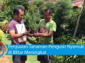 Video: Penjualan Tanaman Pengusir Nyamuk di Blitar Meningkat