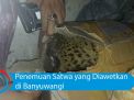 Video: Penemuan Satwa yang Diawetkan di Banyuwangi